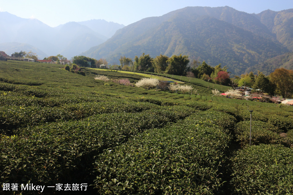 跟著 Mikey 一家去旅行 - 【 信義 】草坪頭玉山觀光茶園