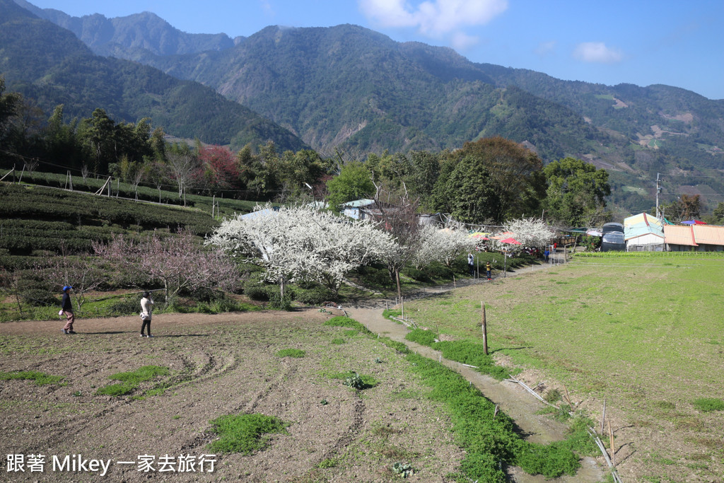 跟著 Mikey 一家去旅行 - 【 信義 】草坪頭玉山觀光茶園