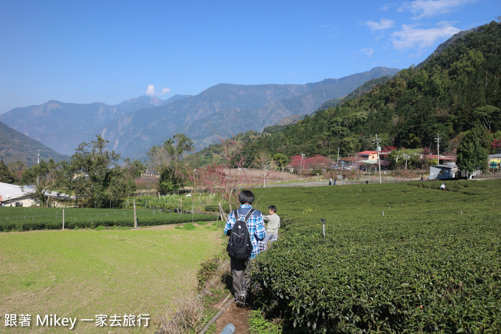 跟著 Mikey 一家去旅行 - 【 信義 】草坪頭玉山觀光茶園