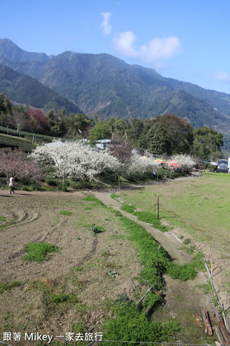 跟著 Mikey 一家去旅行 - 【 信義 】草坪頭玉山觀光茶園