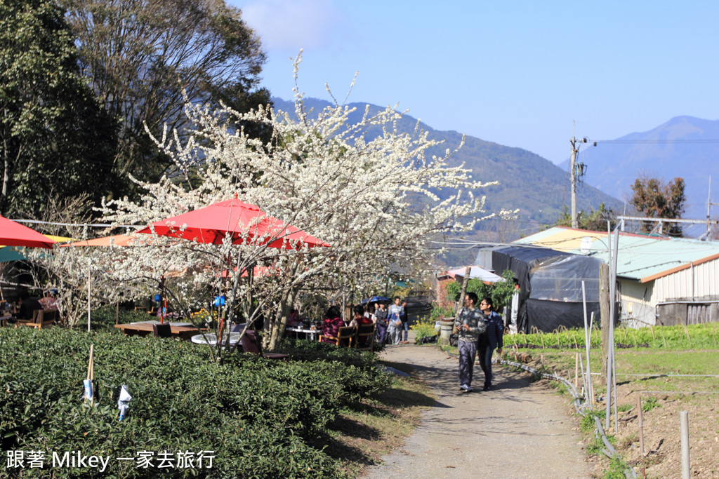 跟著 Mikey 一家去旅行 - 【 信義 】草坪頭玉山觀光茶園