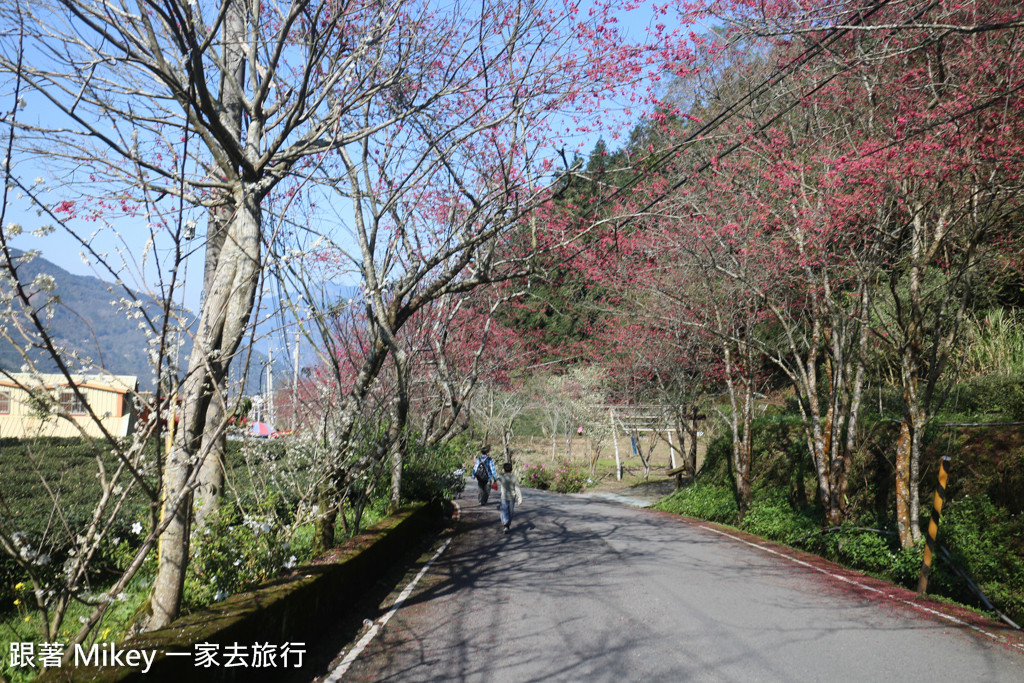 跟著 Mikey 一家去旅行 - 【 信義 】草坪頭玉山觀光茶園