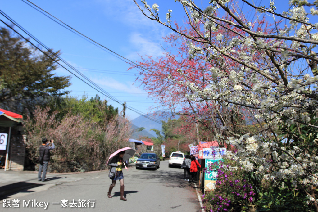 跟著 Mikey 一家去旅行 - 【 信義 】草坪頭玉山觀光茶園