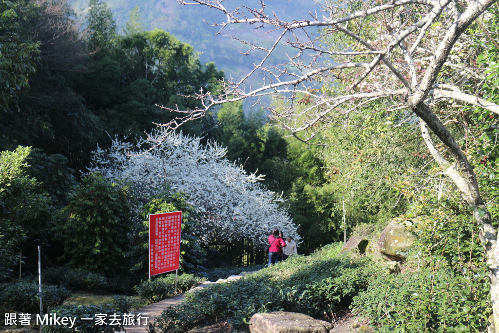 跟著 Mikey 一家去旅行 - 【 信義 】草坪頭玉山觀光茶園