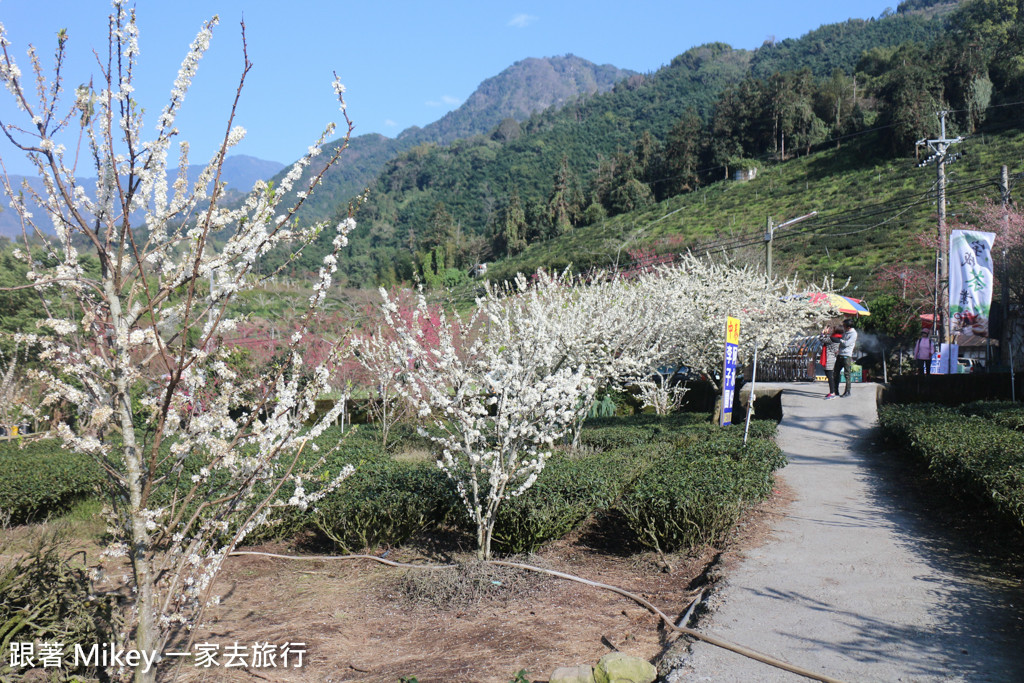 跟著 Mikey 一家去旅行 - 【 信義 】草坪頭玉山觀光茶園