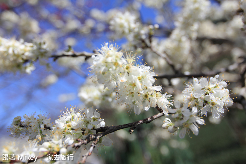 跟著 Mikey 一家去旅行 - 【 信義 】草坪頭玉山觀光茶園