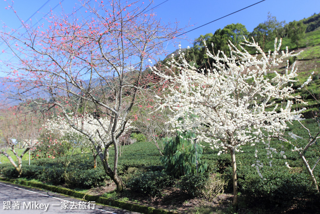 跟著 Mikey 一家去旅行 - 【 信義 】草坪頭玉山觀光茶園