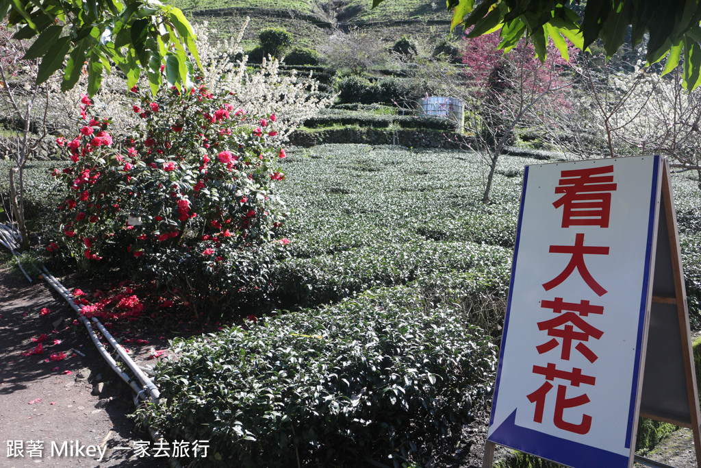 跟著 Mikey 一家去旅行 - 【 信義 】草坪頭玉山觀光茶園