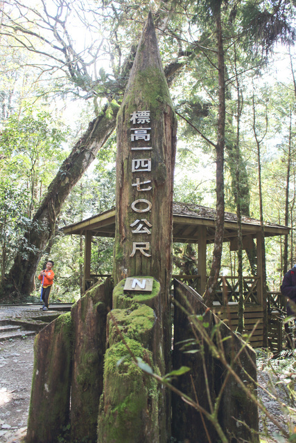 跟著 Mikey 一家去旅行 - 【 大同 】馬告生態公園 - 神木園