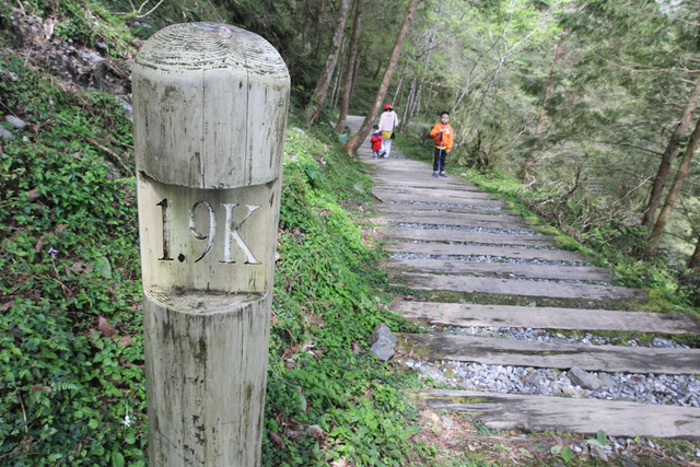 跟著 Mikey 一家去旅行 - 【 大同 】馬告生態公園 - 神木園