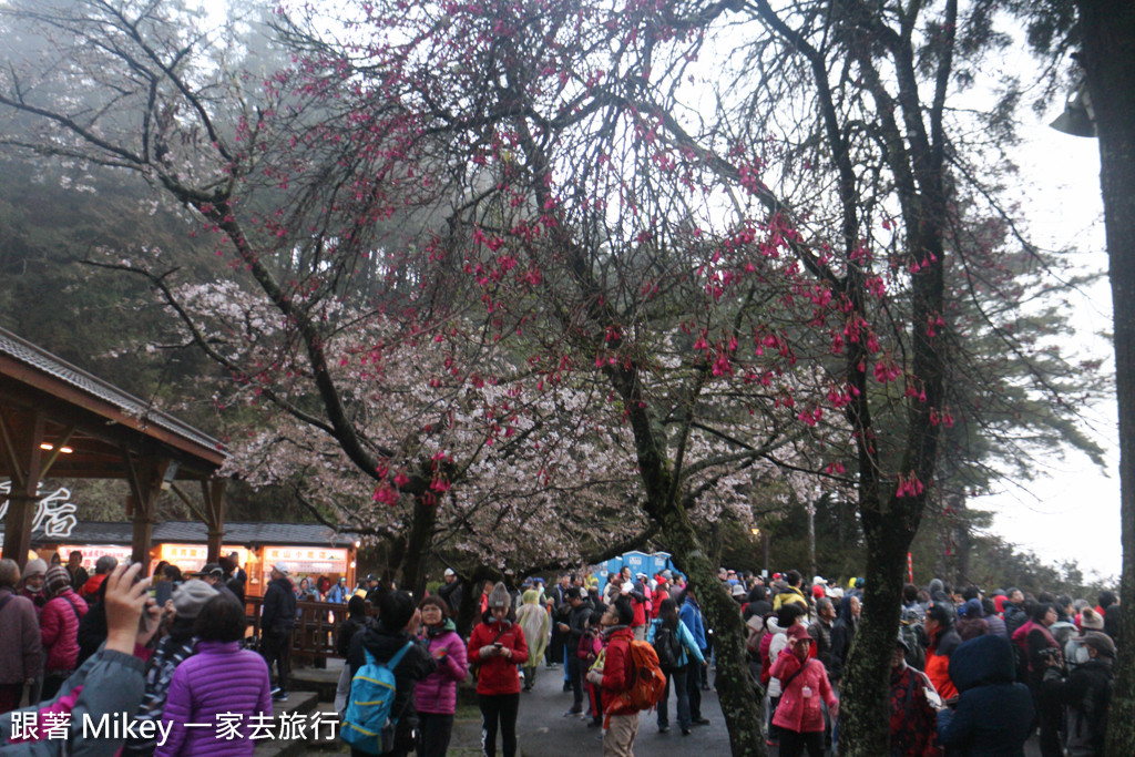 跟著 Mikey 一家去旅行 - 【 嘉義 】阿里山國家風景區 - 日出