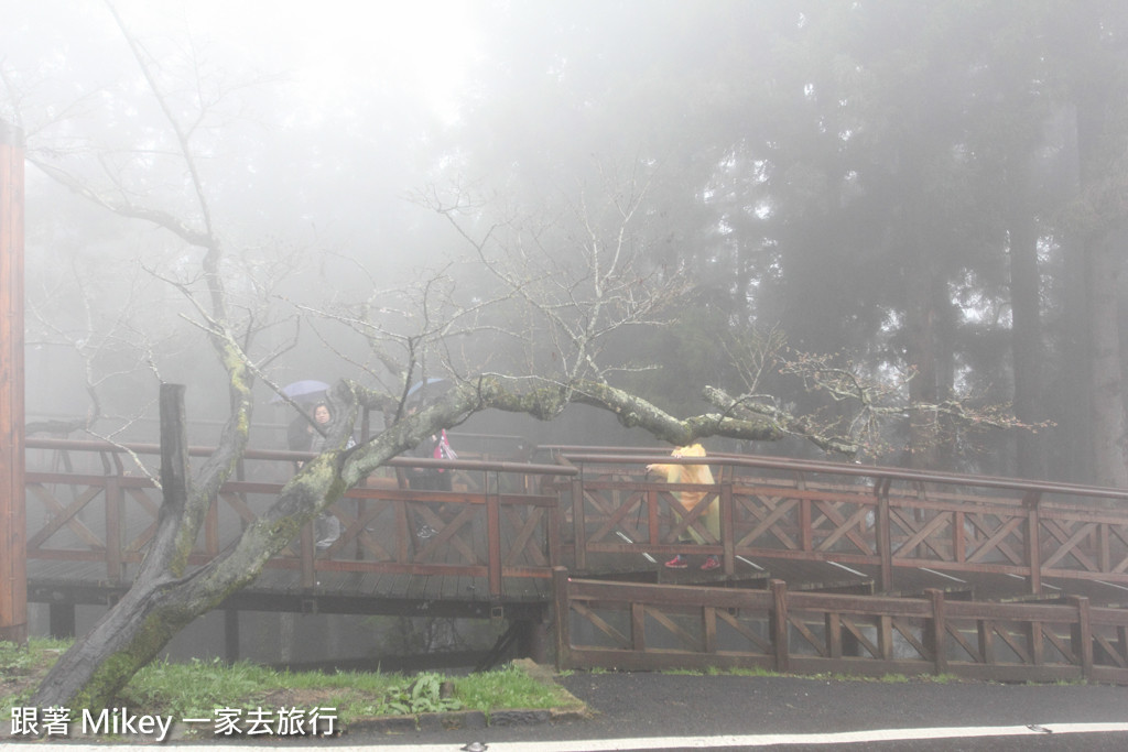 跟著 Mikey 一家去旅行 - 【 嘉義 】阿里山國家風景區 - 櫻王