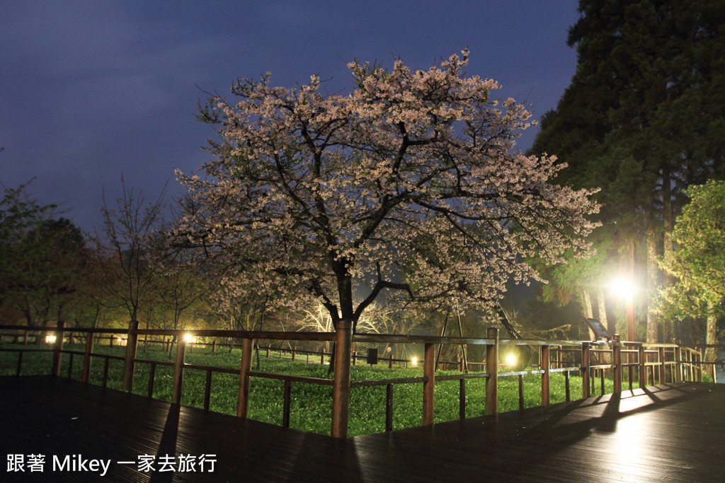 跟著 Mikey 一家去旅行 - 【 嘉義 】阿里山國家風景區 - 櫻王