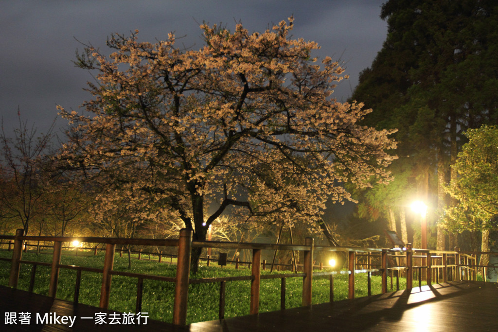 跟著 Mikey 一家去旅行 - 【 嘉義 】阿里山國家風景區 - 櫻王