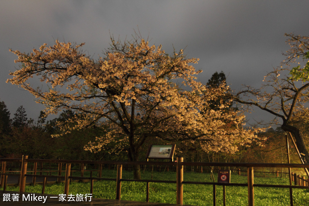 跟著 Mikey 一家去旅行 - 【 嘉義 】阿里山國家風景區 - 櫻王