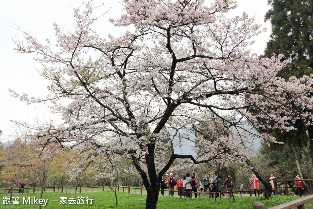 跟著 Mikey 一家去旅行 - 【 嘉義 】阿里山國家風景區 - 櫻王