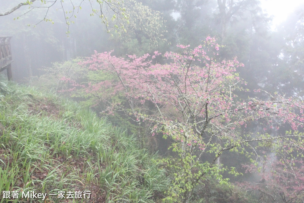 跟著 Mikey 一家去旅行 - 【 嘉義 】阿里山國家風景區 - 櫻王