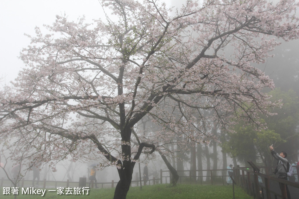 跟著 Mikey 一家去旅行 - 【 嘉義 】阿里山國家風景區 - 櫻王