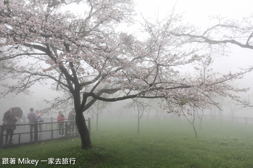 跟著 Mikey 一家去旅行 - 【 嘉義 】阿里山國家風景區 - 櫻王