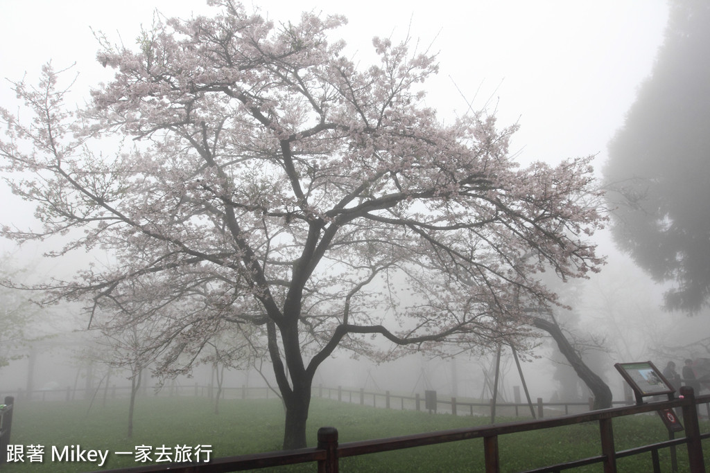 跟著 Mikey 一家去旅行 - 【 嘉義 】阿里山國家風景區 - 櫻王