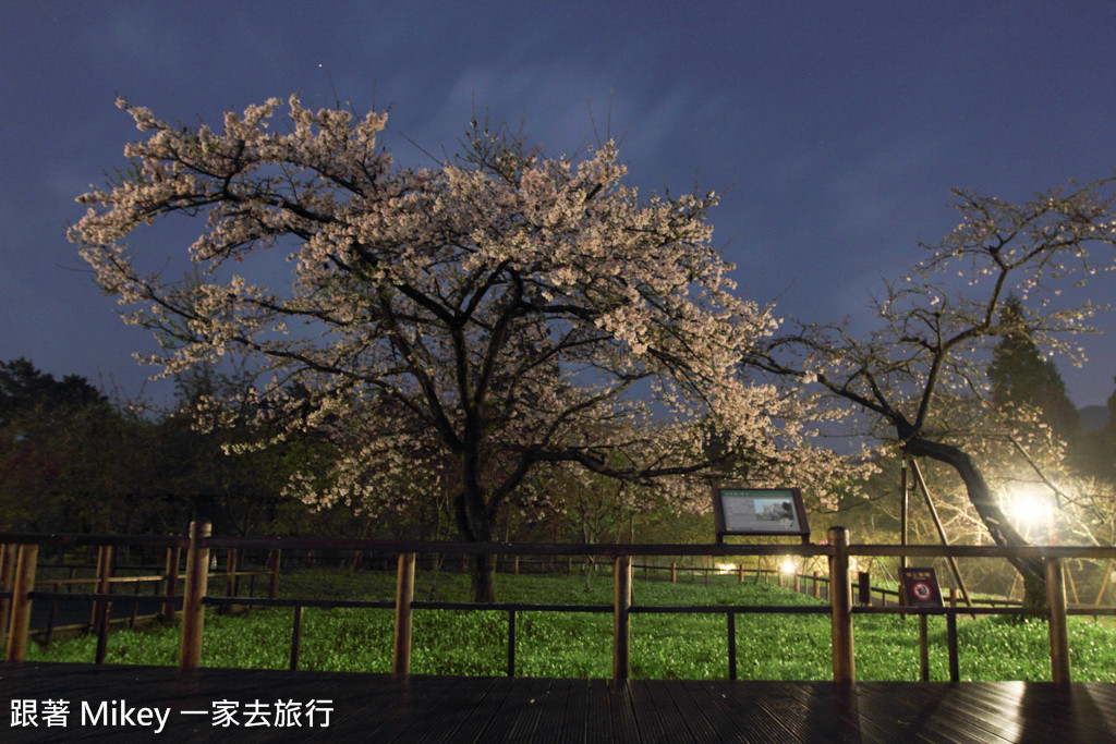 跟著 Mikey 一家去旅行 - 【 嘉義 】阿里山國家風景區 - 櫻王