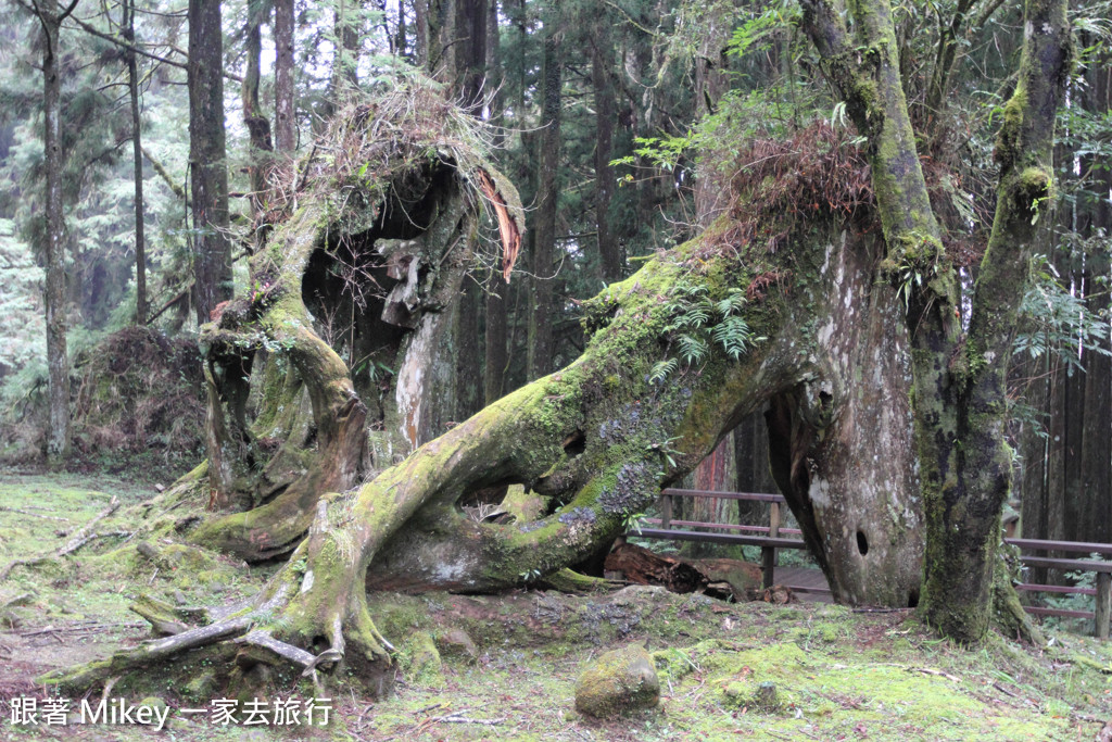 跟著 Mikey 一家去旅行 - 【 嘉義 】阿里山國家風景區 - 姐妹潭