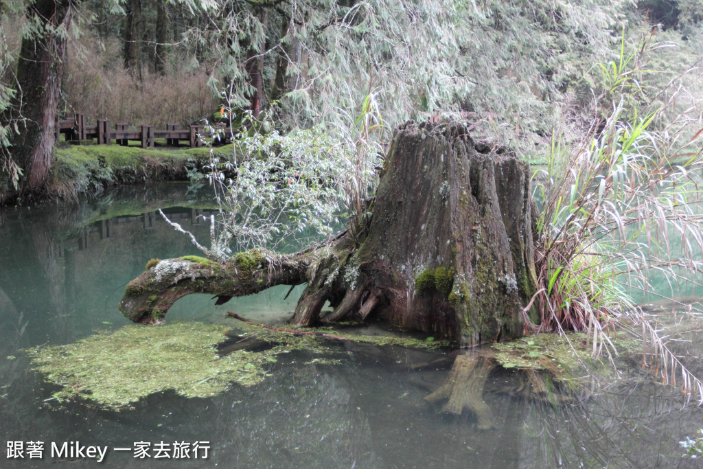 跟著 Mikey 一家去旅行 - 【 嘉義 】阿里山國家風景區 - 姐妹潭