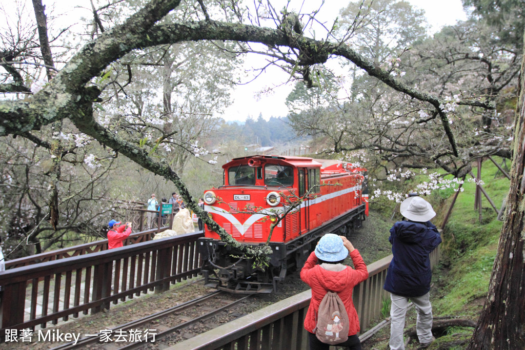 跟著 Mikey 一家去旅行 - 【 嘉義 】阿里山國家風景區 - 沼平車站