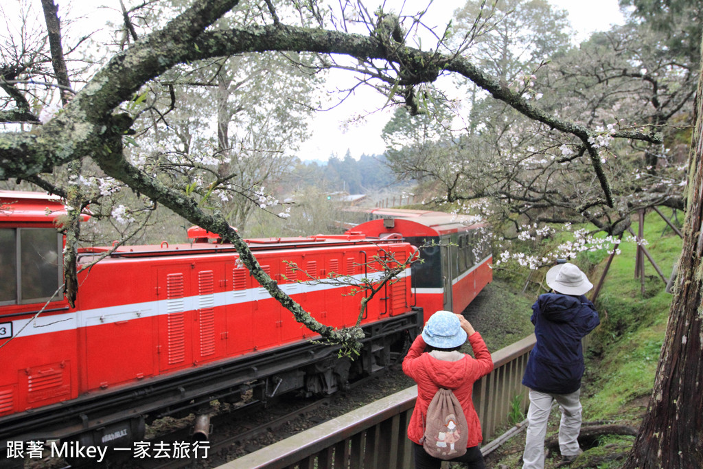 跟著 Mikey 一家去旅行 - 【 嘉義 】阿里山國家風景區 - 沼平車站