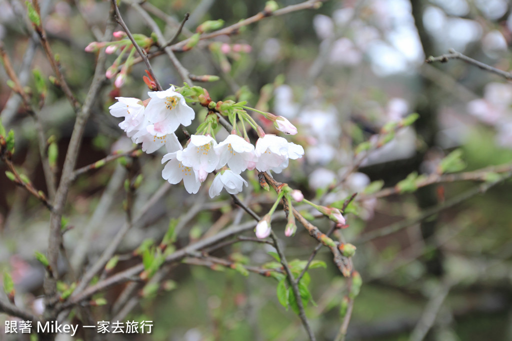 跟著 Mikey 一家去旅行 - 【 嘉義 】阿里山國家風景區 - 沼平車站