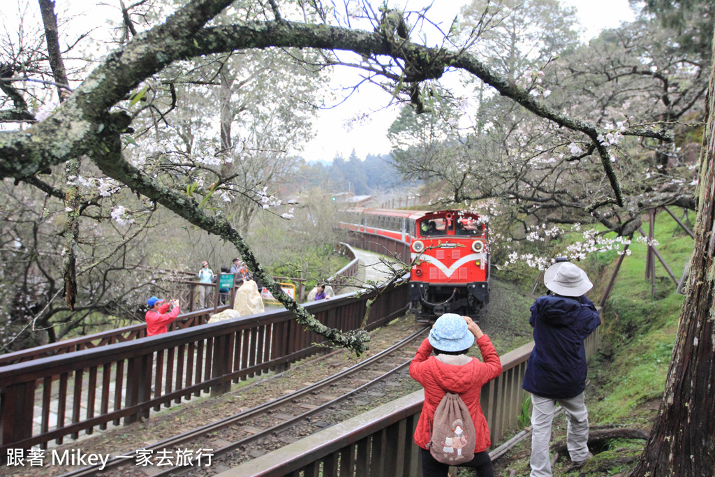 跟著 Mikey 一家去旅行 - 【 嘉義 】阿里山國家風景區 - 沼平車站