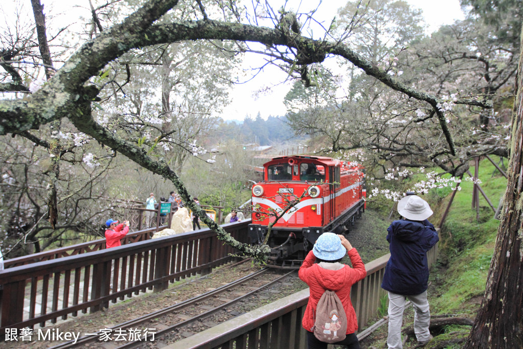 跟著 Mikey 一家去旅行 - 【 嘉義 】阿里山國家風景區 - 沼平車站