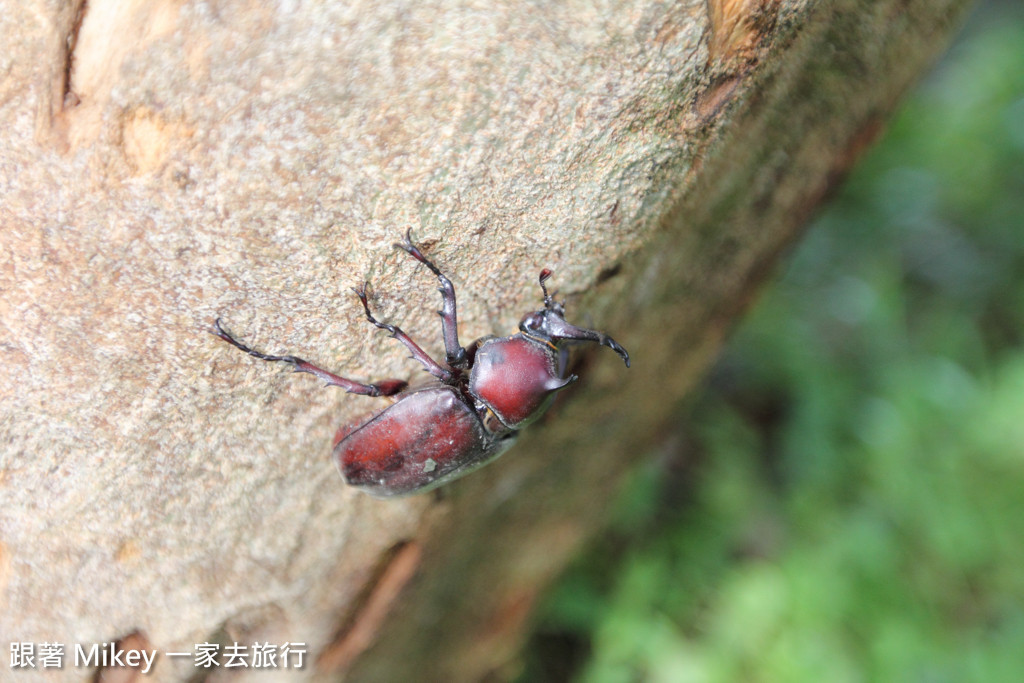 跟著 Mikey 一家去旅行 - 【 員山 】鳳凰宿甲蟲生態民宿 - 環境篇