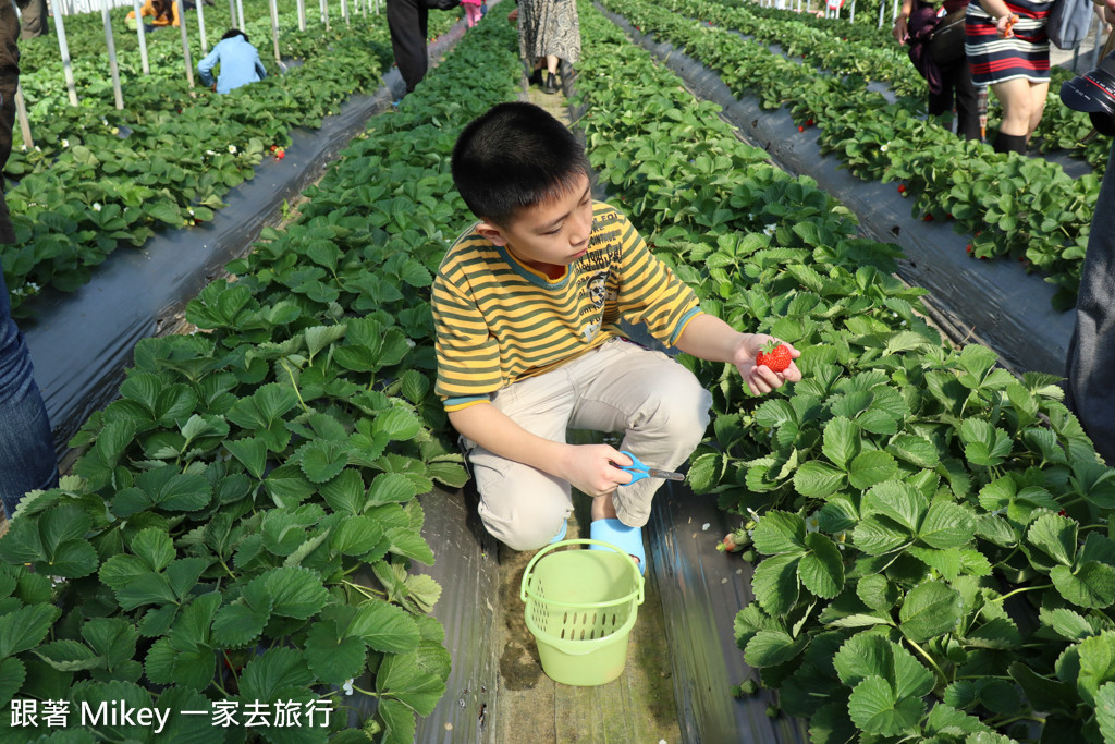 跟著 Mikey 一家去旅行 - 【 內湖 】莓圃觀光休閒農園