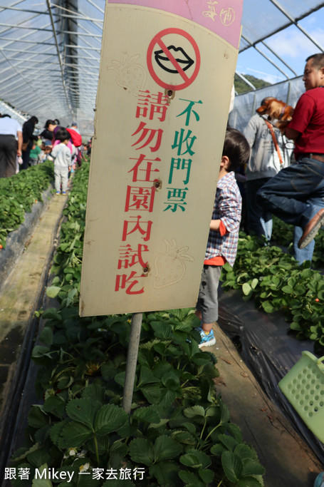 跟著 Mikey 一家去旅行 - 【 內湖 】莓圃觀光休閒農園