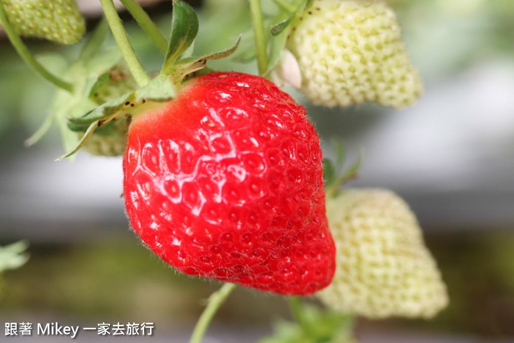 【 大湖 】雙坑高架草莓園