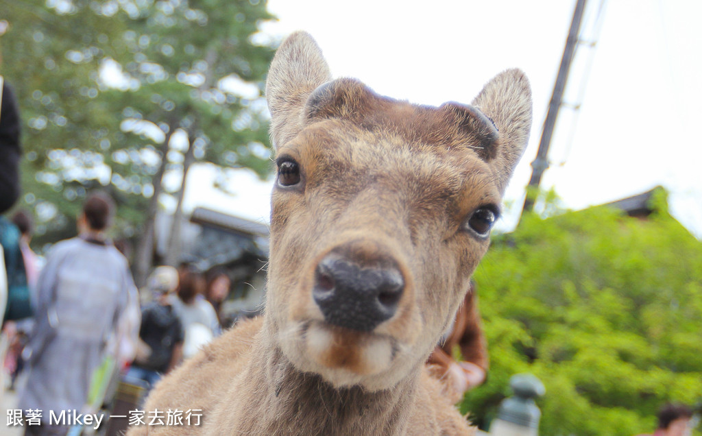 【 奈良 】奈良公園