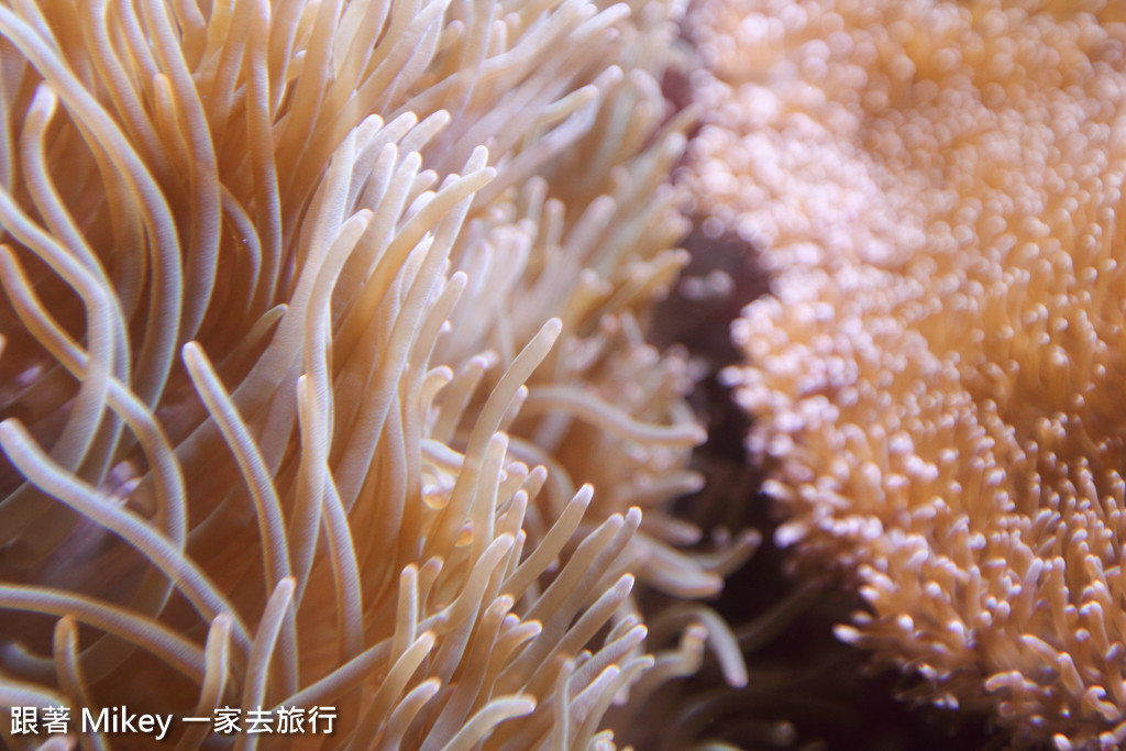 【 沖繩 】 美ら海水族館 - 珊瑚礁之旅