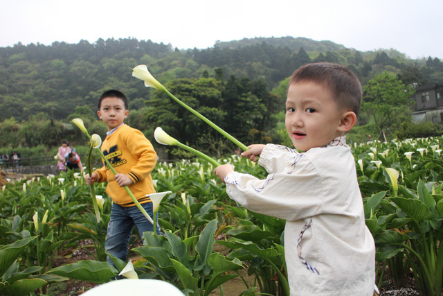 【 台北 】2013 竹子湖海芋季