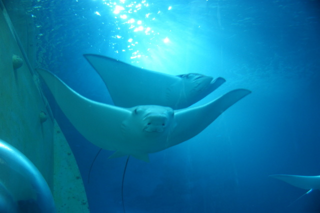 【 車城 】國立海洋生物博物館 - 珊瑚王國館