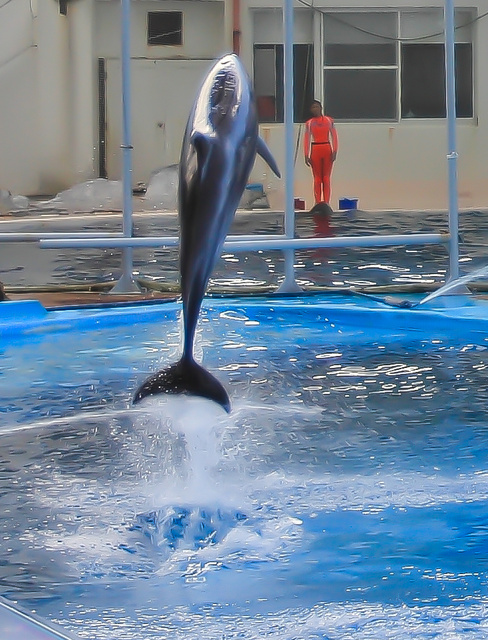 【 壽豐 】花蓮遠雄海洋公園 - 海獅海豚表演篇