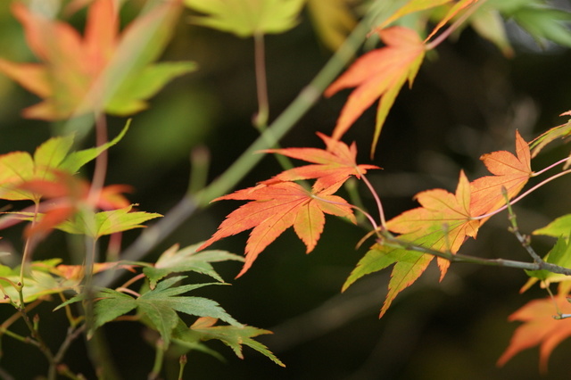 【 和平 】福壽山農場 - 楓紅之美