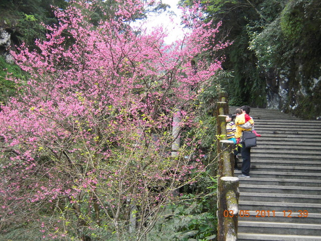 【 烏來 】雲仙樂園