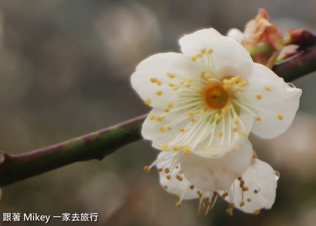 【 信義 】踏雪尋梅 - 柳家梅園